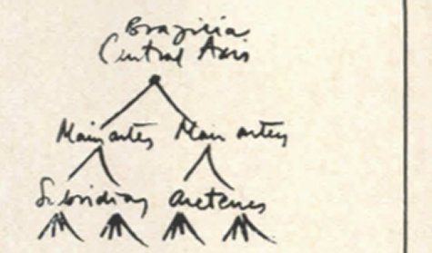 Hand-drawn tree labelled Brazilia central axis, main arteries, subsidiary arteries.